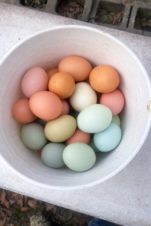 Fresh Eggs