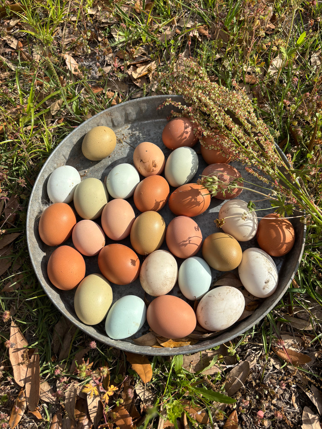 Fresh Eggs